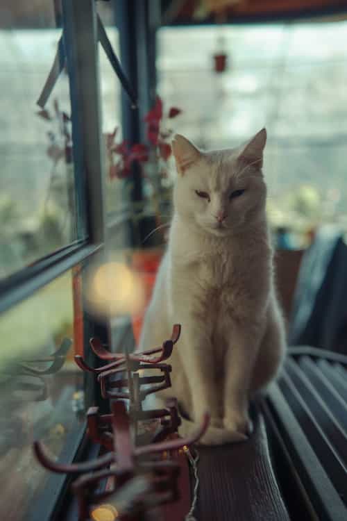 Maqui, la gata del hostel posando para la cámara